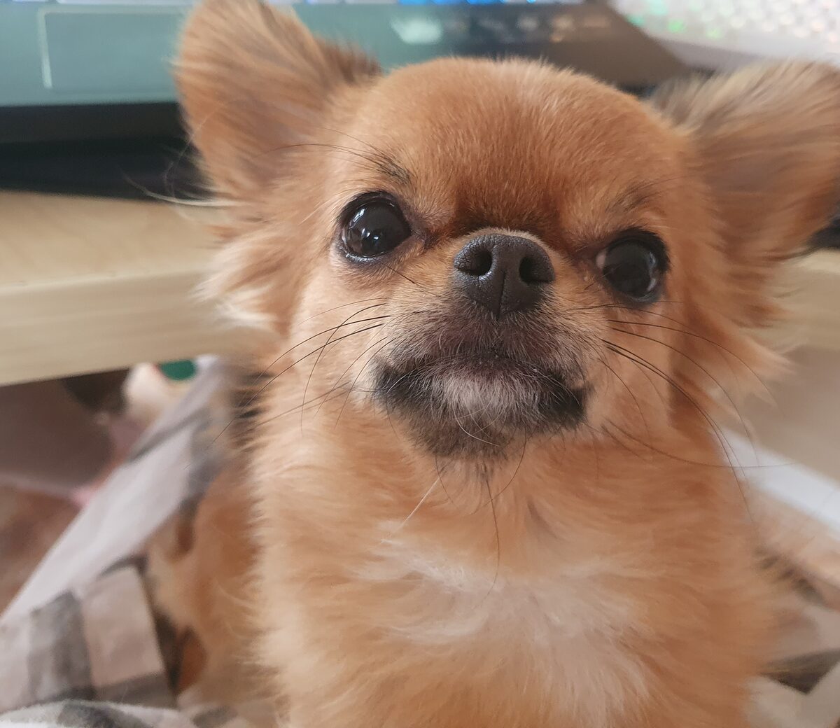 Lala